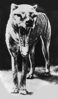 Filename=thylacine_10.jpg
Filesize=7KB
Dimensions=127x216
Date added=May 09, 2009 thylacine_10.jpg