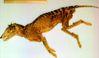 Filename=thylacine_7.jpg
Filesize=24KB
Dimensions=600x351
Date added=May 09, 2009 thylacine_7.jpg