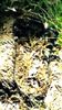 Filename=taree_print.jpg
Filesize=33KB
Dimensions=112x200
Date added=Apr 07, 2007 taree_print.jpg