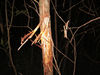 Filename=kilcoy-2.jpg
Filesize=25KB
Dimensions=170x128
Date added=Apr 07, 2007 kilcoy-2.jpg
