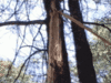 Filename=tree-rip-1.gif
Filesize=26KB
Dimensions=200x150
Date added=Apr 07, 2007 tree-rip-1.gif