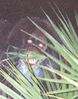 Filename=BF_Pix_5.jpg
Filesize=19KB
Dimensions=290x369
Date added=Apr 07, 2007 BF_Pix_5.jpg