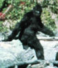 Patterson_Footage_2.jpg