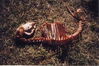 sheepcarcass.jpg