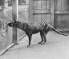 Filename=1933_thylacine.jpg
Filesize=49KB
Dimensions=600x516
Date added=Jul 12, 2010 1933_thylacine.jpg
