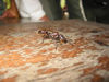 Bullet_Ant.jpg