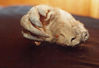 Filename=Claw_hand_4.jpg
Filesize=73KB
Dimensions=472x325
Date added=Jul 08, 2010 Claw_hand_4.jpg