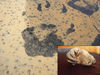 Filename=Comparison.jpg
Filesize=2242KB
Dimensions=2048x1536
Date added=Jul 08, 2010 Comparison.jpg