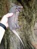 Filename=Dwarf_Armadillo,_Venezuela,_RCW.jpg
Filesize=126KB
Dimensions=540x720
Date added=Jul 14, 2010 Dwarf_Armadillo,_Venezuela,_RCW.jpg