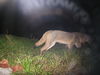 Filename=P1010041.JPG
Filesize=412KB
Dimensions=1600x1200
Date added=Jul 09, 2010 P1010041.JPG